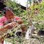 Rahmadi Kembar Bonsai