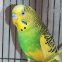 Cute Star ಸಿರಿ (Siri the Budgie)