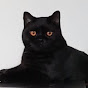 Black British Shorthair - Tama’s Chilled Life - 