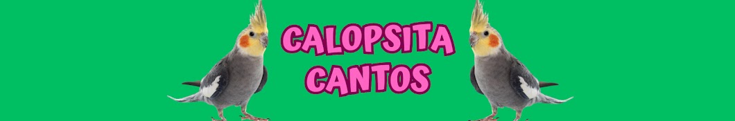 Canto de Calopsita