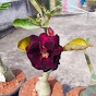 NIL ADENIUM