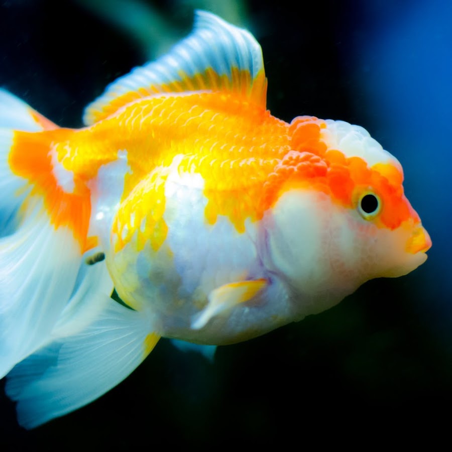 Fish always. Рыбка. Рыбки картинки. Goldfish. Fish in Aquarium.