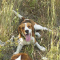 Rastrojo Beagle