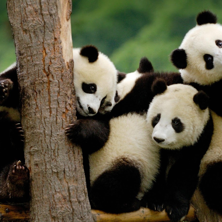 Pandas week