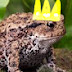 Admiral toad