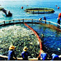 aquaculture farming