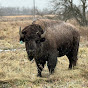 Route 66 Bison