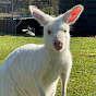 Kangaroo Pouch Animal Orphanage 