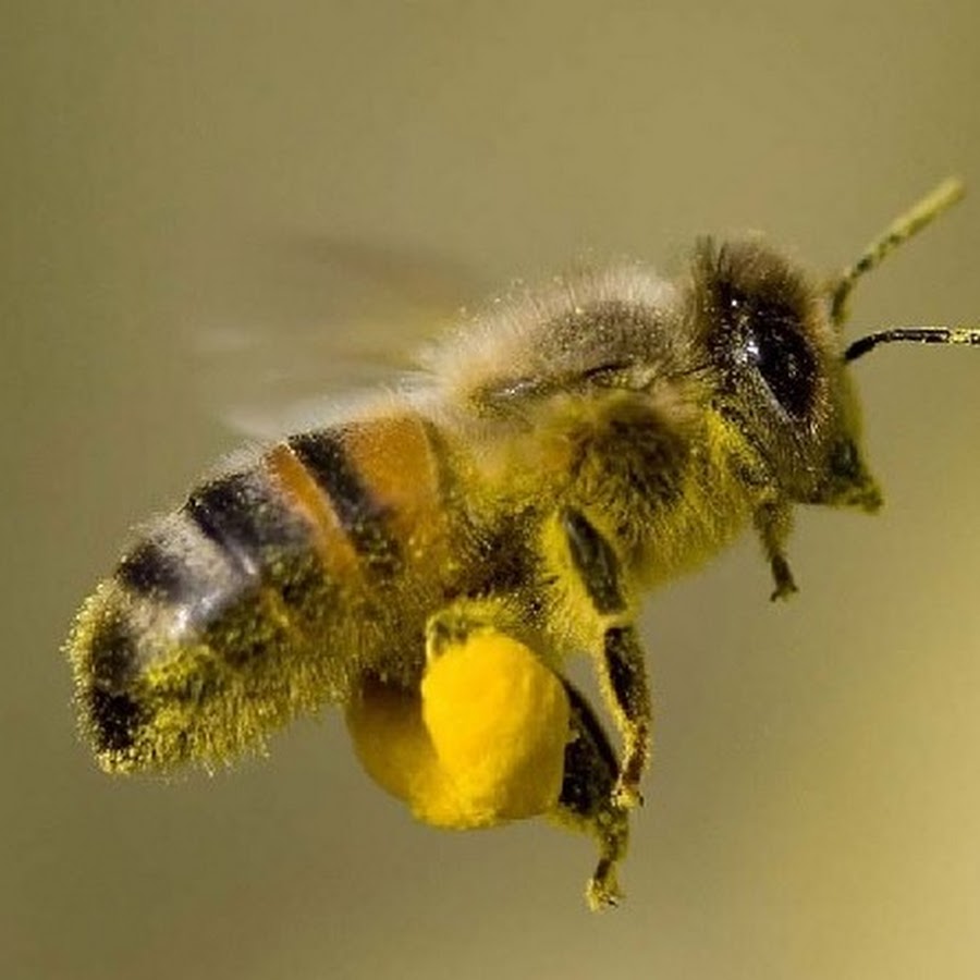 Пчёлы настоящие