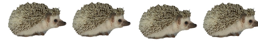 今日のハリネズミさん　Today's hedgehog