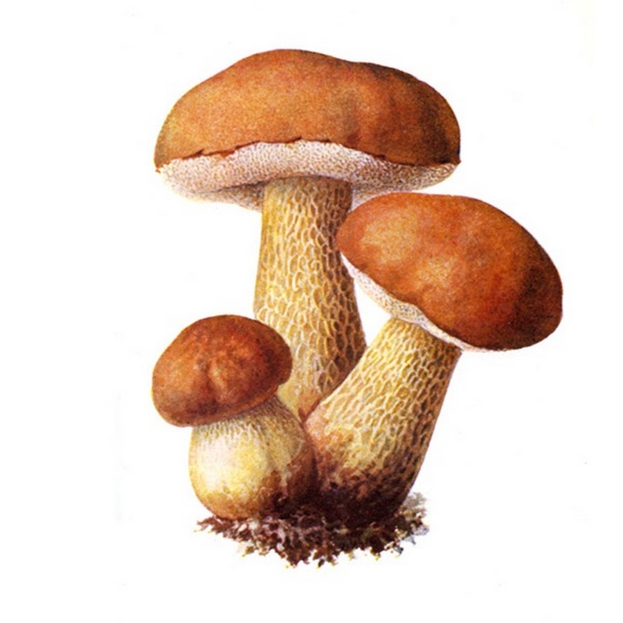 предметные картинки грибы
