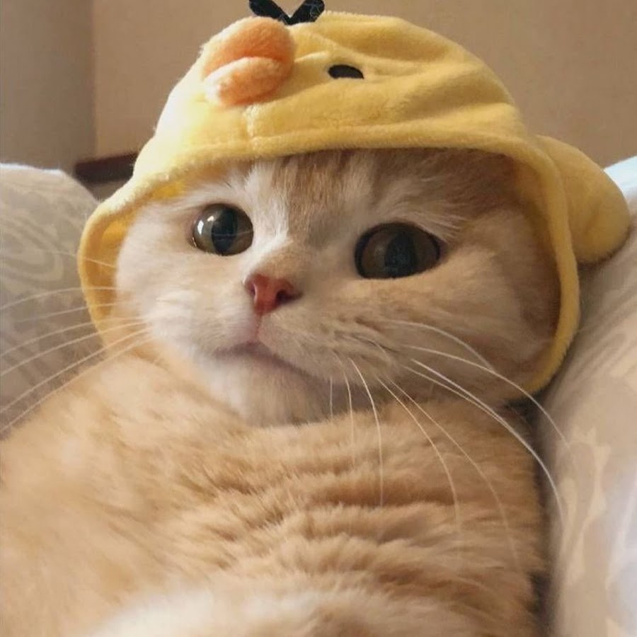 Милые котики в шапочках