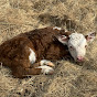 Living Texas at Hidden Spring Farm