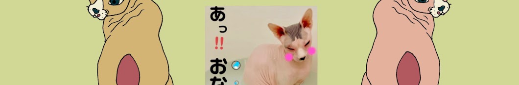 スフィンクス猫のほたてちゃん