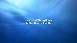 «Acuarios MB» youtube banner