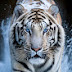 Tigre Blanco