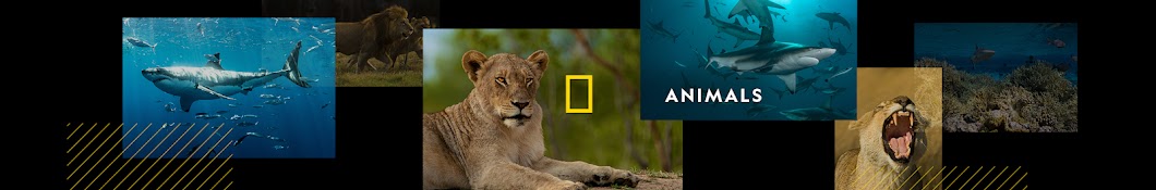 Nat Geo WILD Banner