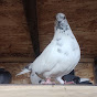 Dave's Pigeons