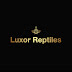 Luxor Reptiles