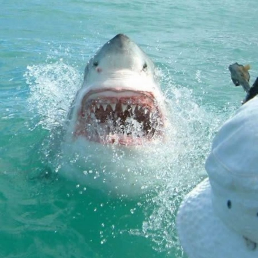 Нападение акул в турции. Средиземное море акулы Белек. Большая белая акула в Средиземном море. Акулы людоеды в Средиземном море. Акулы в Средиземном МО.