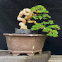 Bonsai dek