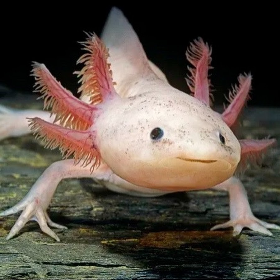 Axolotl Emperor 
