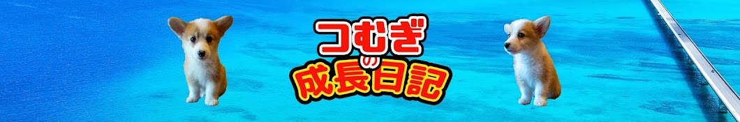 コーギーつむぎの成長日記