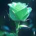 GREEN ROSE 444