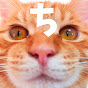 This is japanese cat