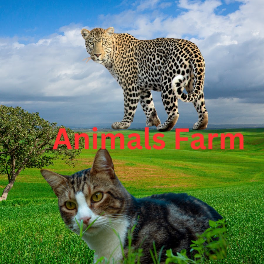 Animals Farm Scene
