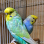 Rainbow Budgerigar Hobbyist