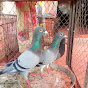 Rashid pigeon