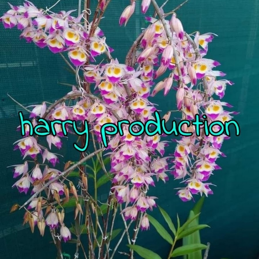 Harry production