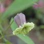 せきぐちゆうじの愉快な花チャンネル