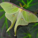 Insect Safari