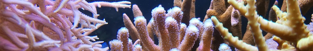 Luke Coral Gardening