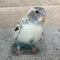 はじめてのインコちゃん