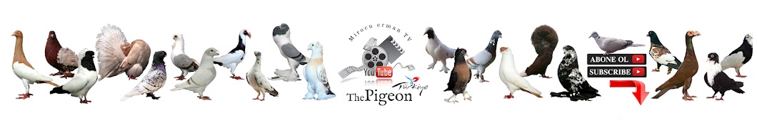 The Pigeon Tv Banner