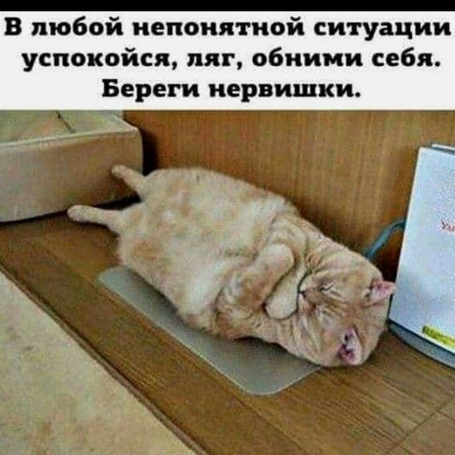 один день из жизни кошек