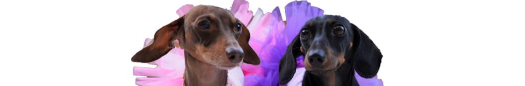The Starbox Dachshunds  Banner