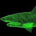 Green Shark