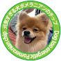 Too energetic Pomeranian name is chip