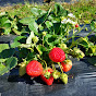 Strawberries from the country of lapus