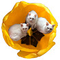 3 white cats