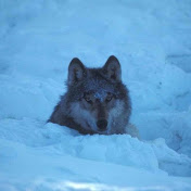 BlueIceWolf 91 Speedruns und Tutorials