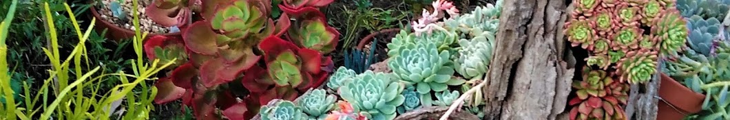 Growing Succulents with LizK Banner