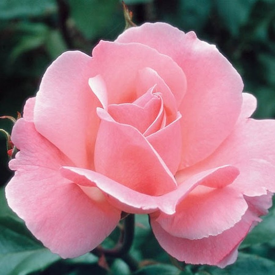 Роза грандифлора Королева Елизавета