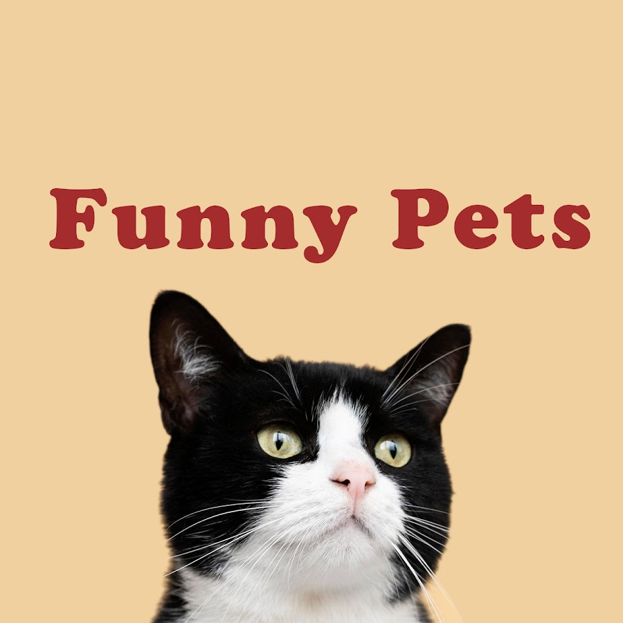Funny Pets - YouTube