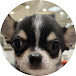 【Chihuahua named Koo】