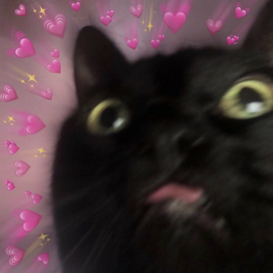 Черный кот на аву Мем